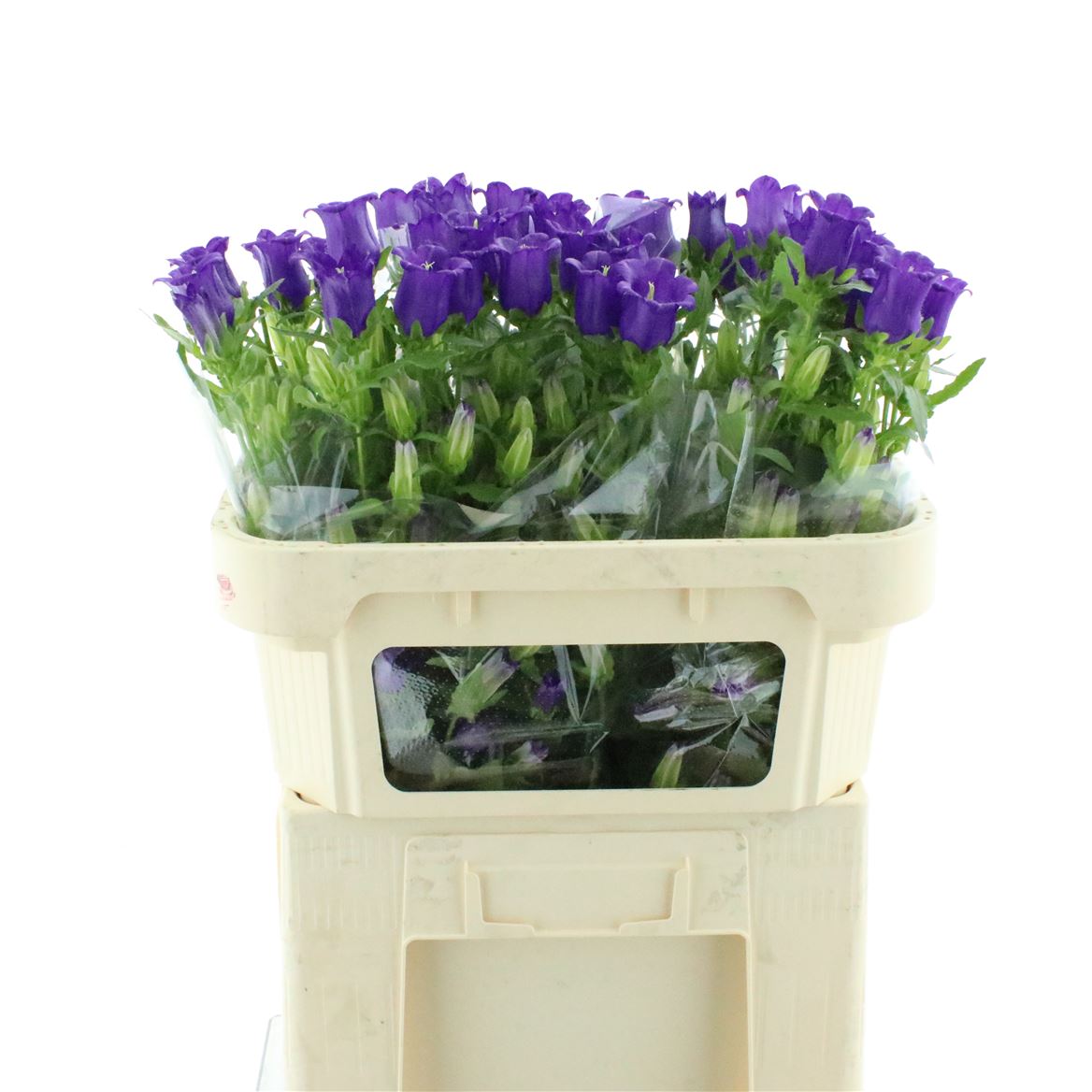 Campanula Champion Blue 70cm