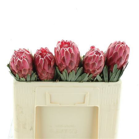 Protea Venus