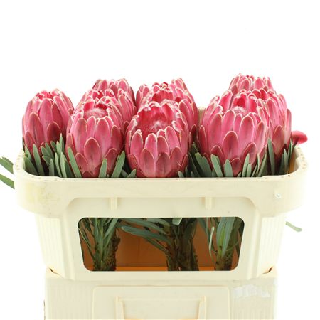 Protea Venus