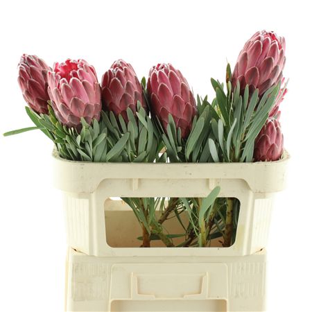 Protea Venus