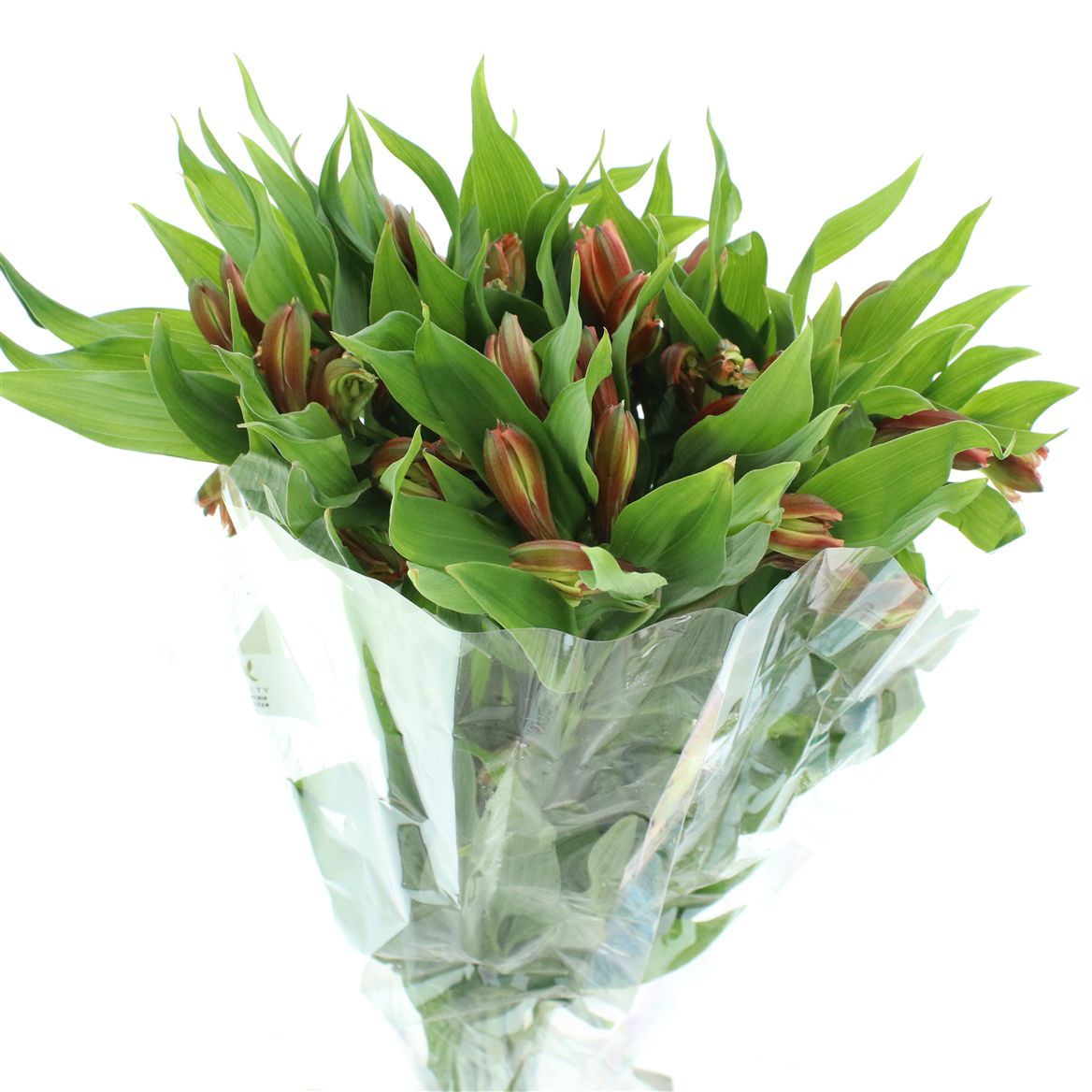 Alstroemeria Orange Queen 80cm 50gr.
