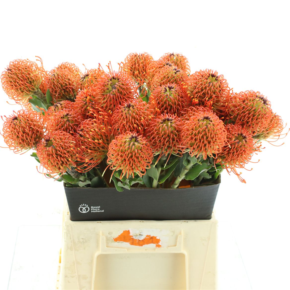 Leucospermum Sunrise 45cm