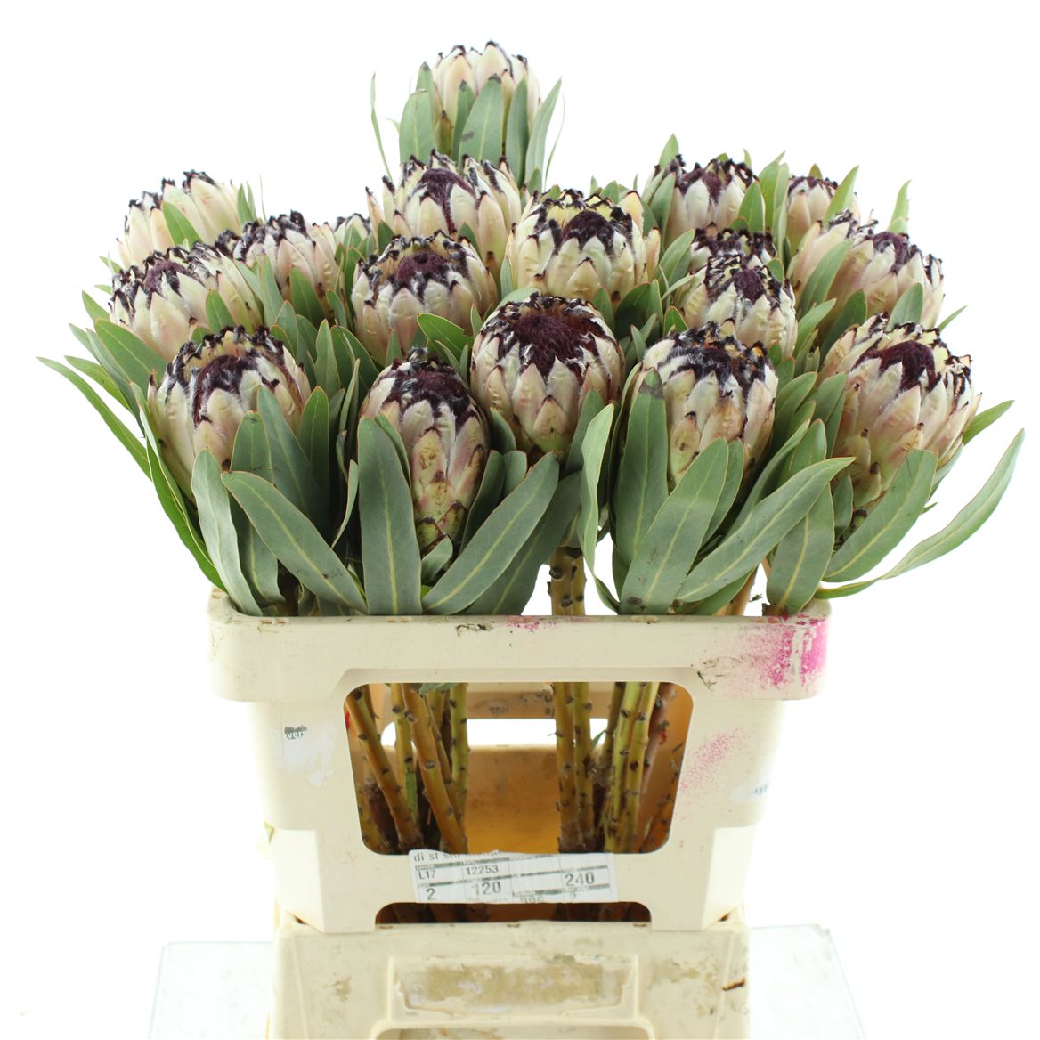 Protea Magnifica Niobe 80cm