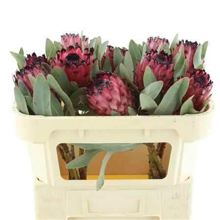 Protea Rubens
