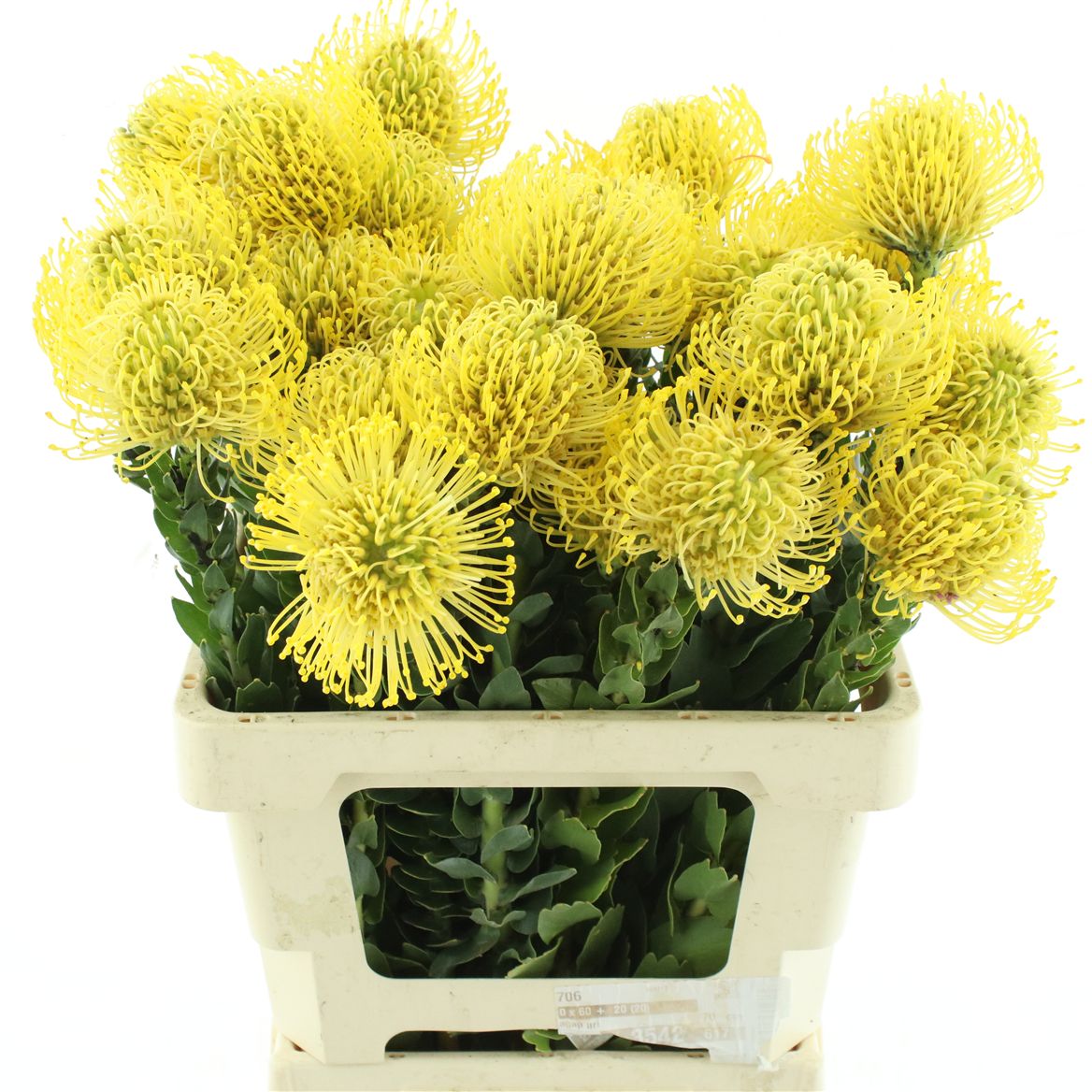Leucospermum High Gold 60cm