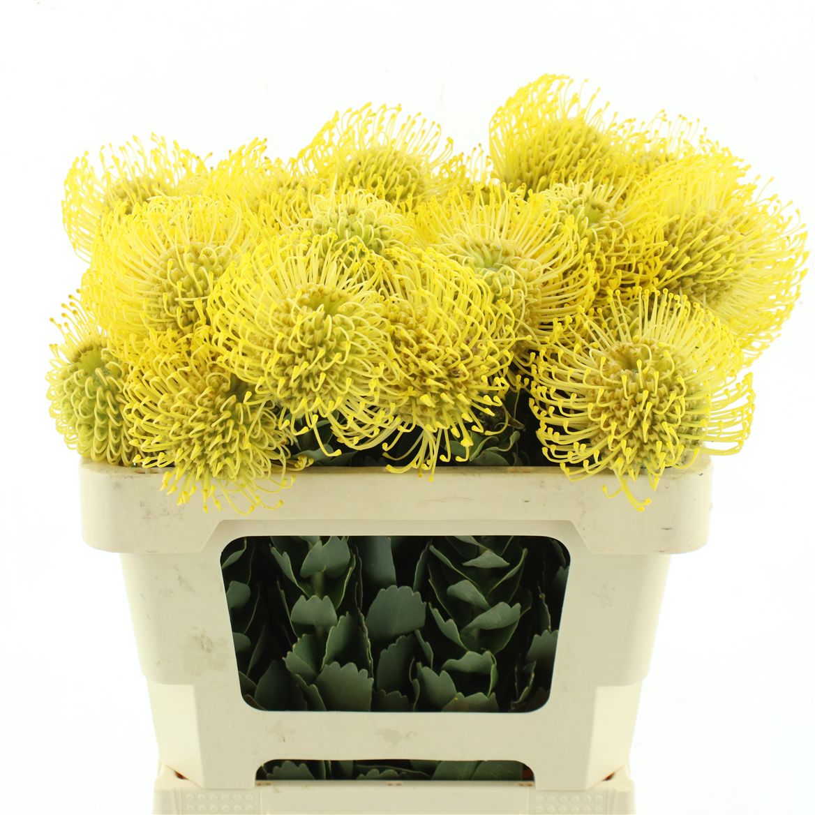 Leucospermum High Gold 50cm