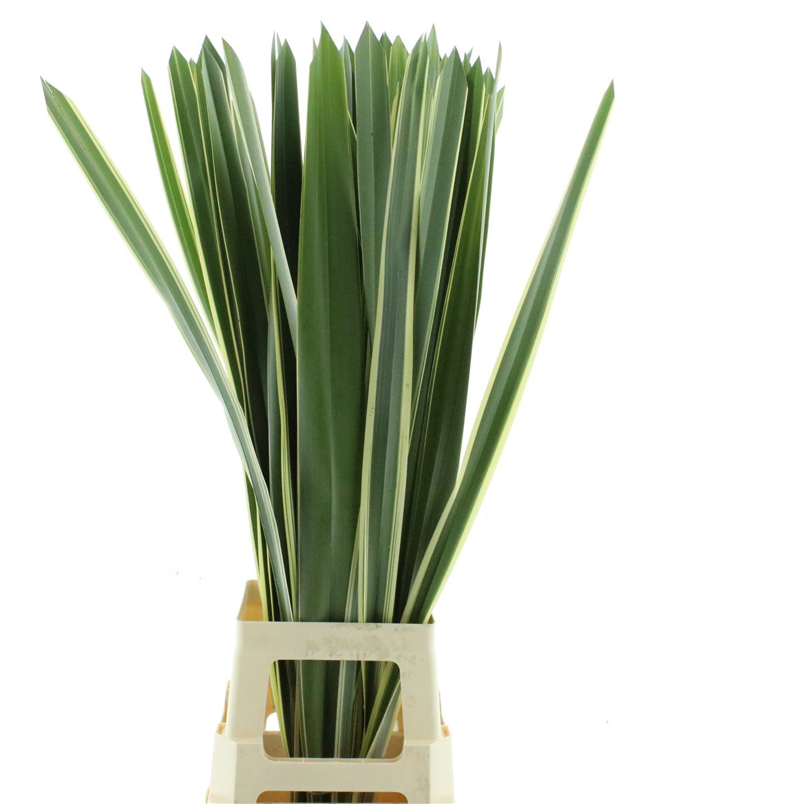 Phormium Tenax Variegatum 100cm