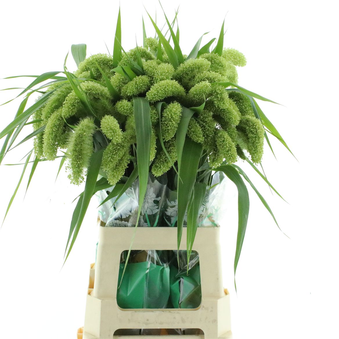 Setaria Volle Melk 70cm