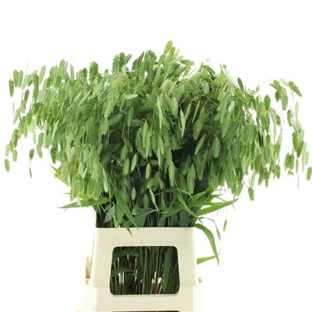 Chasmanthium Latifol