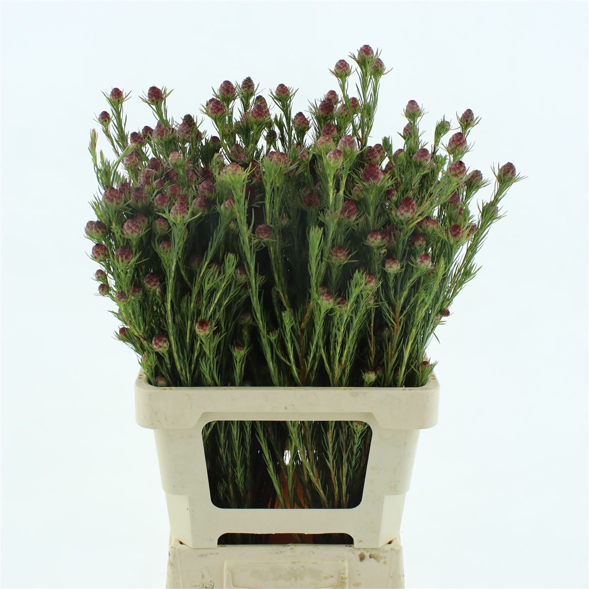Leucadendron Jubilee Crown 60cm
