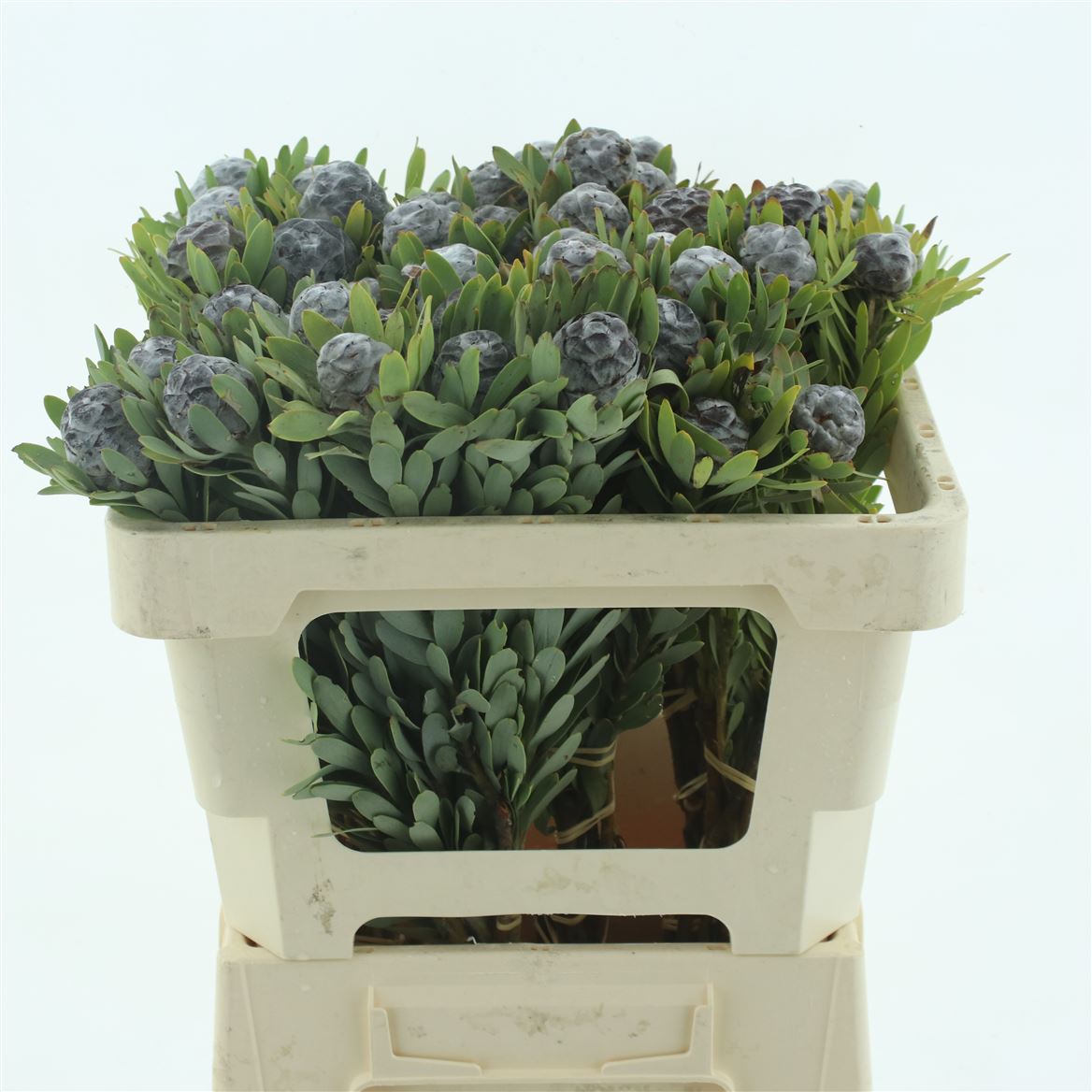 Berzelia Galpinii 50cm 23+