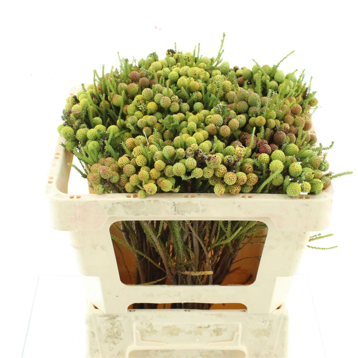Berzelia Abrotanoides 50cm 23+
