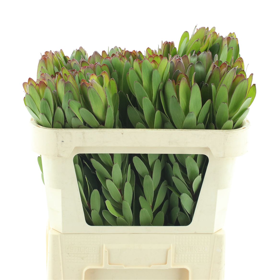 Leucadendron Safari Goldstrike 70cm