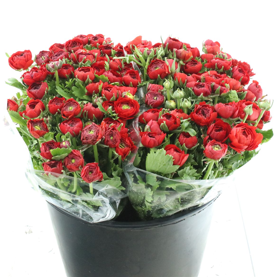 Ranunculus Elegance Red 40cm 30gr.