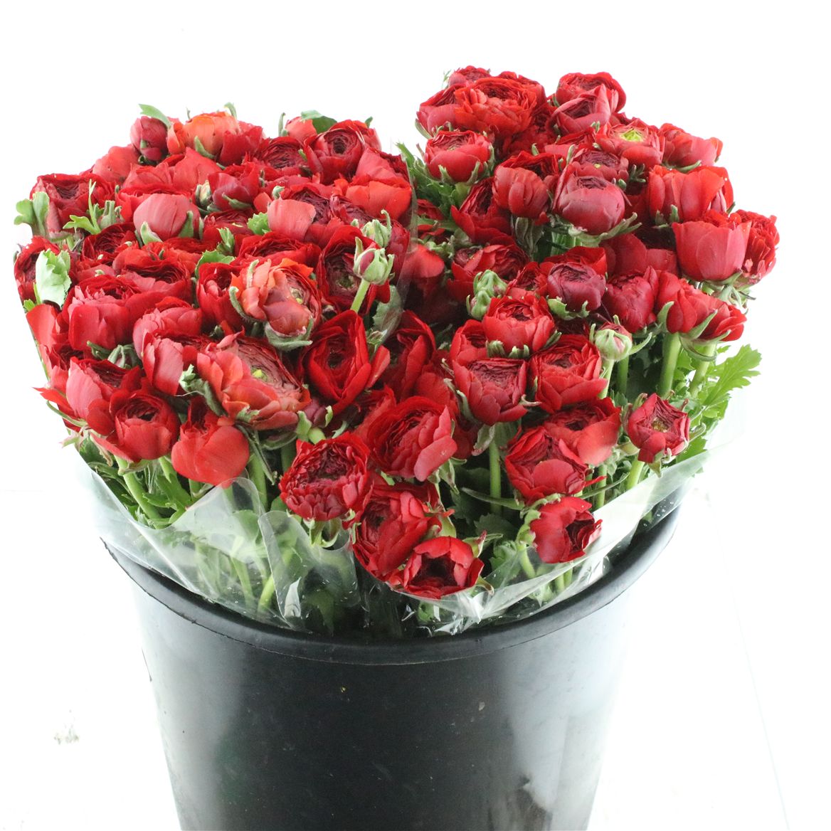 Ranunculus Elegance Red 35cm