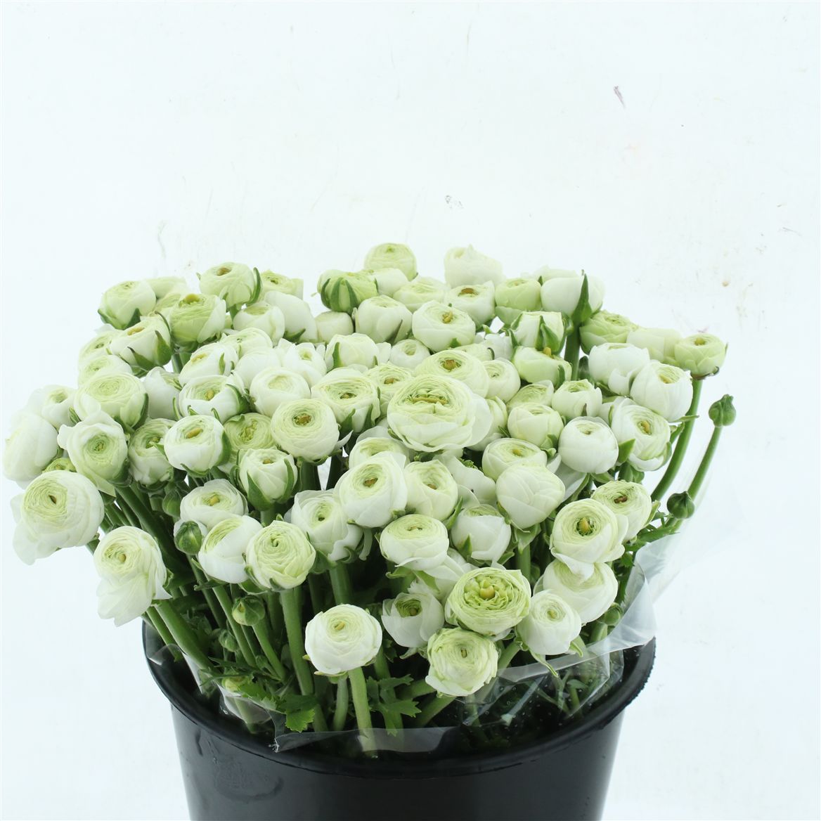 Ranunculus Elegance White 35cm 30gr.