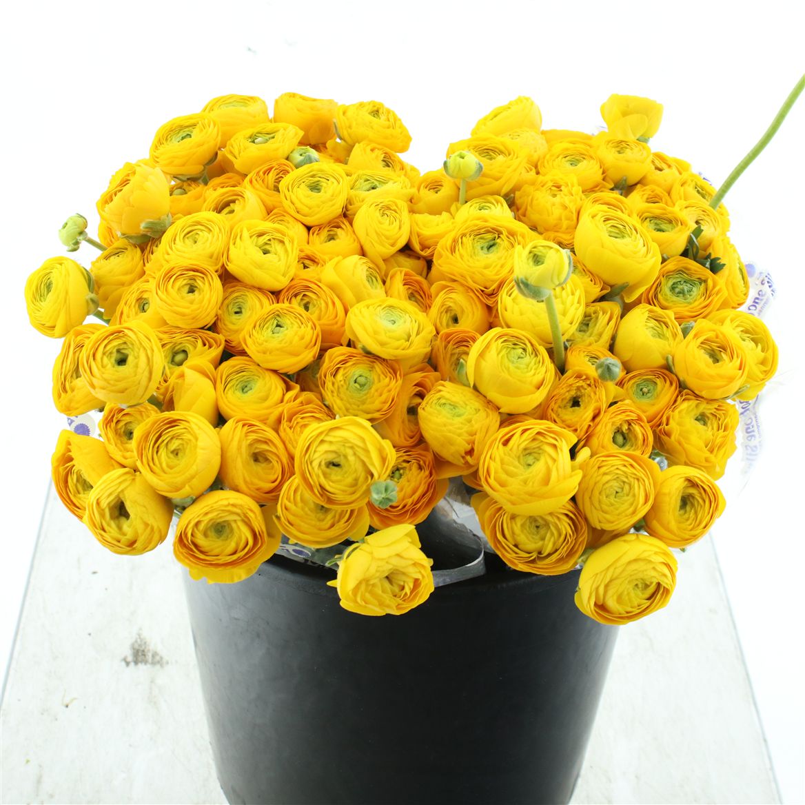 Ranunculus Elegance Yellow 35cm 30gr.
