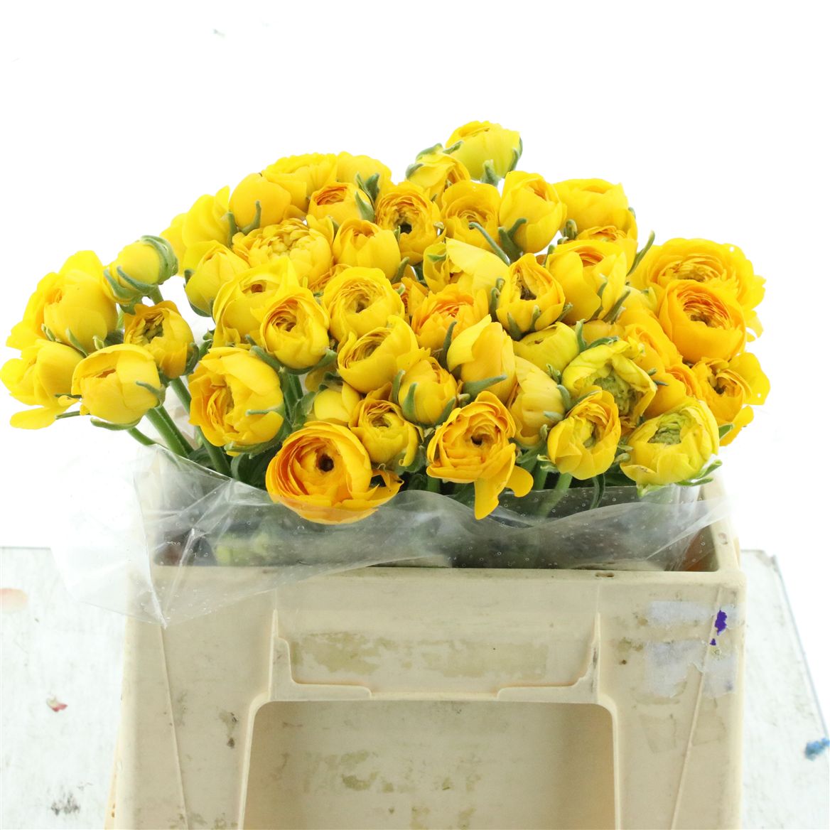 Ranunculus Elegance Yellow 35cm 30gr.