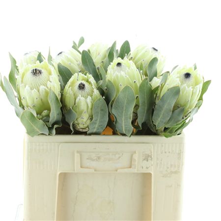 Protea White Pride