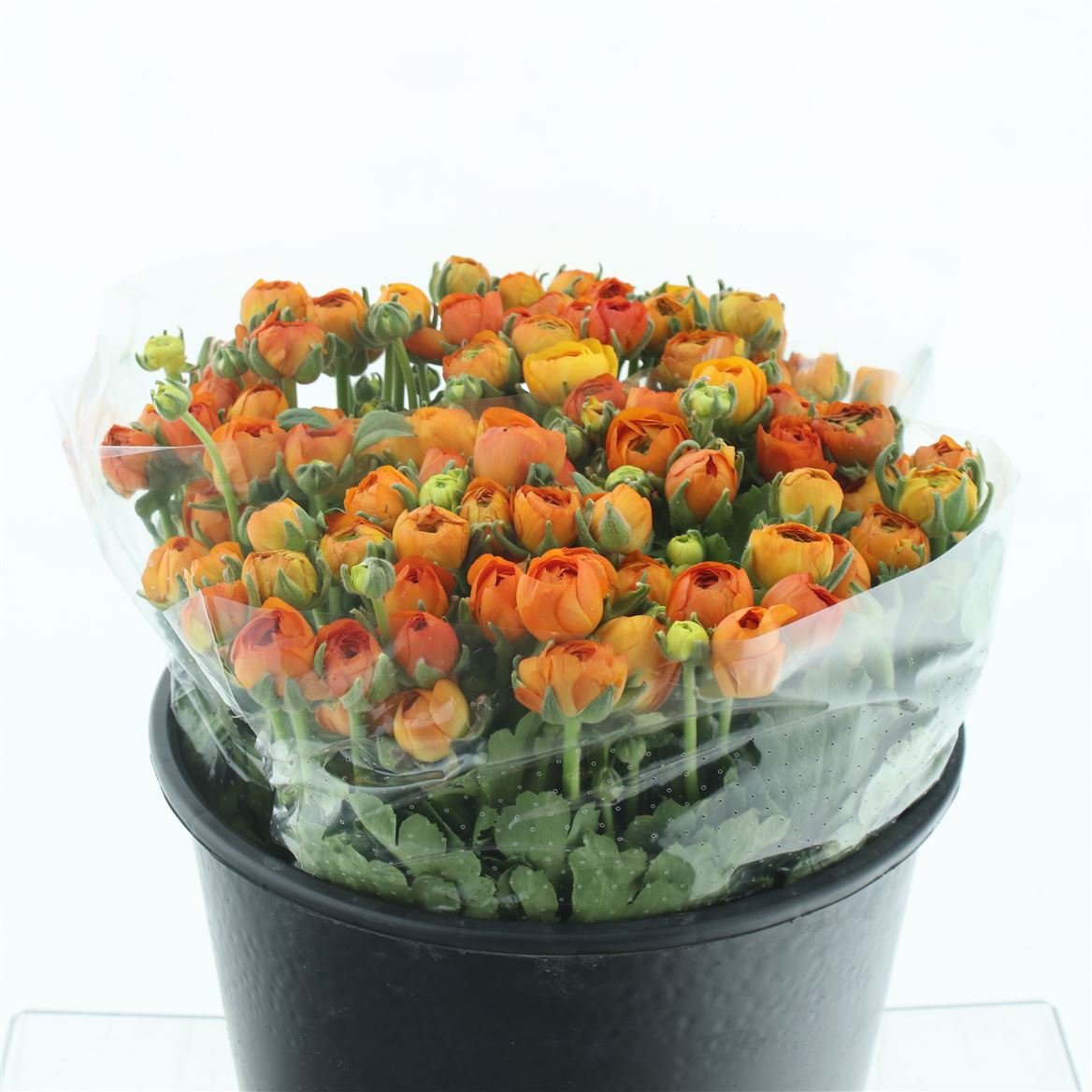 Ranunculus Elegance Orange 35cm 25gr.