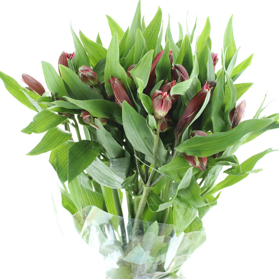 Alstroemeria Bodega 80cm 50gr.