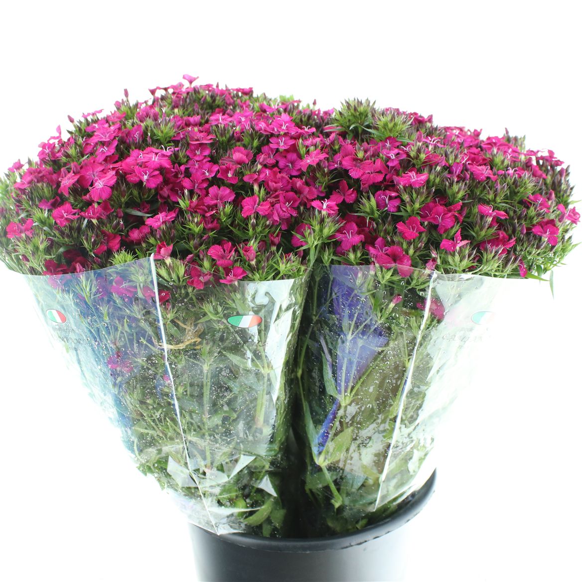 Dianthus Barb Neon Cher 55cm