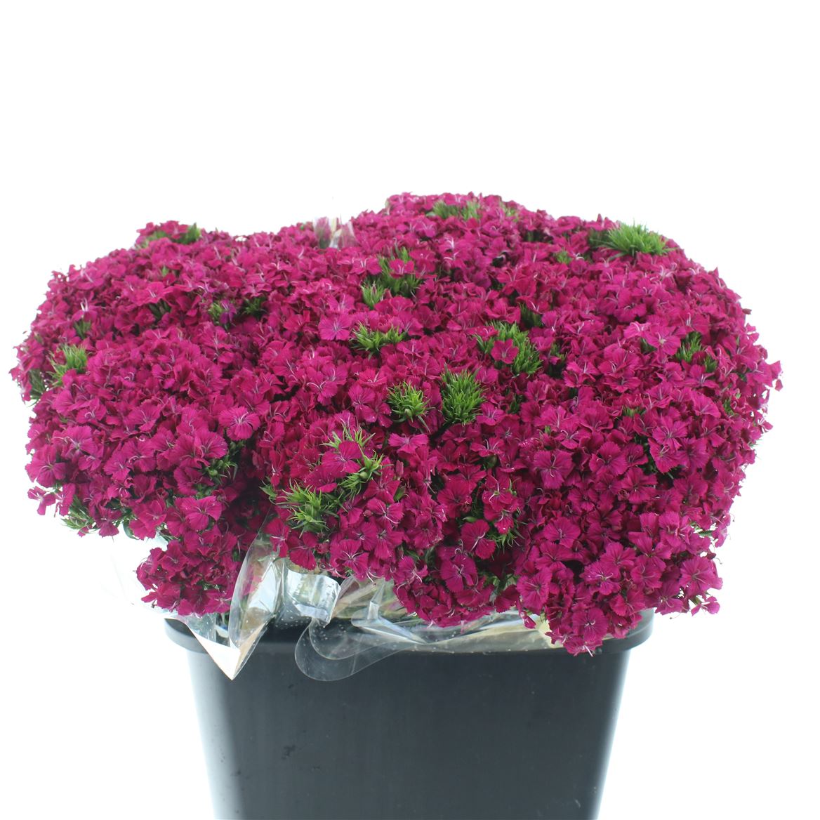 Dianthus Barb Neon Cher 55cm