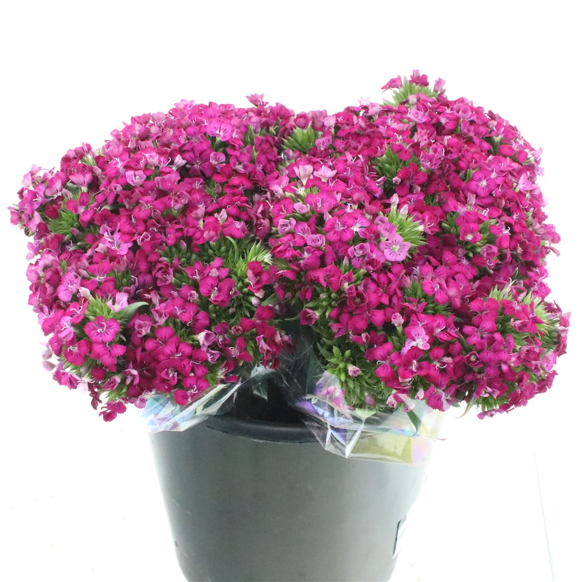Dianthus Barb Neon Cher 30cm