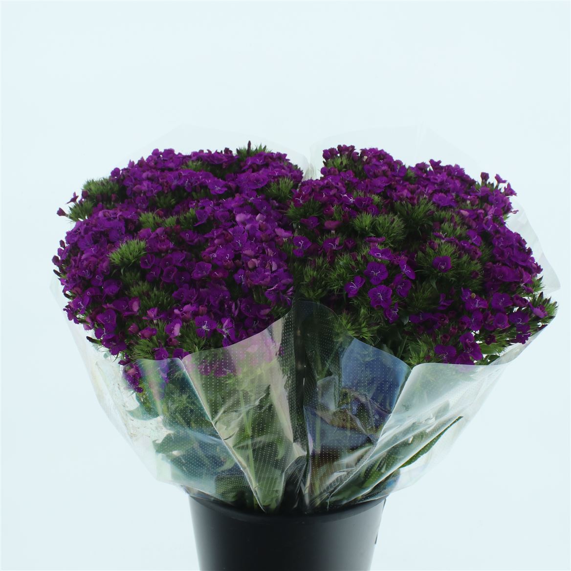 Dianthus Barb Neon Purple 55cm