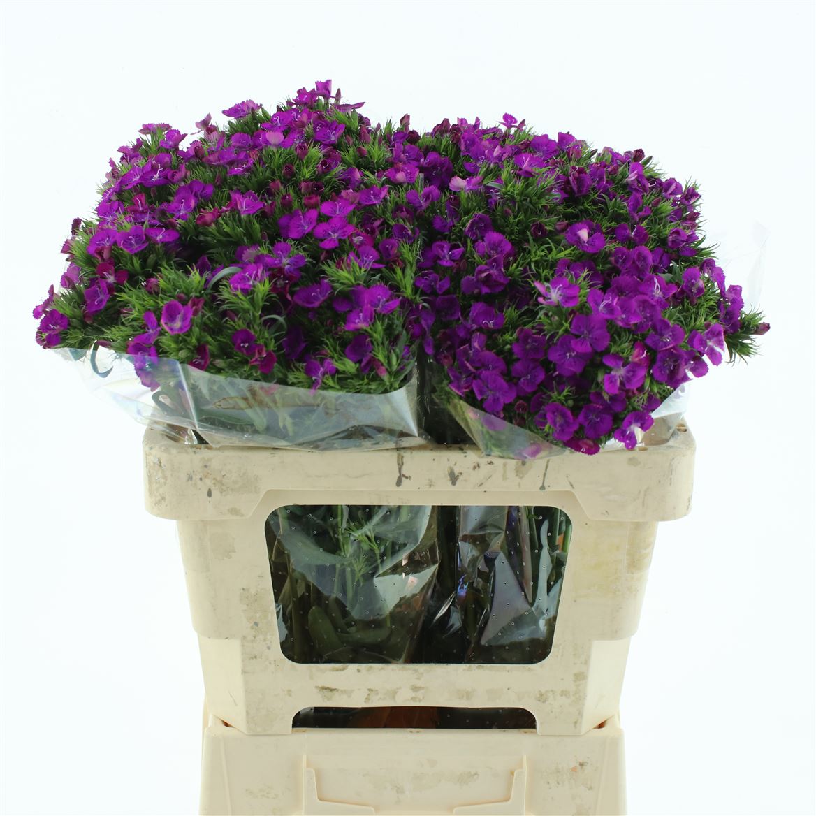 Dianthus Barb Neon Purple 55cm