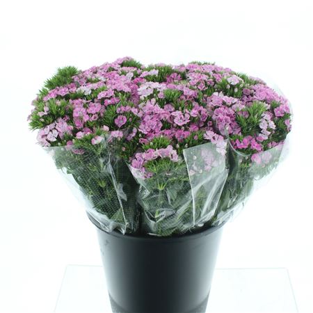 Di Barb Amazon Pink Super