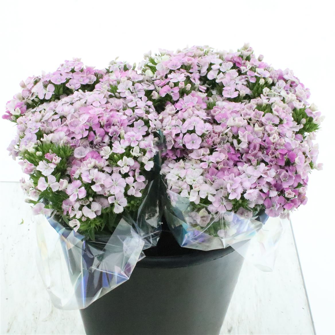 Dianthus Barb Rose Magic 40cm