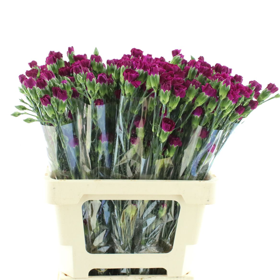 Dianthus Spray Purple Spectro 60cm