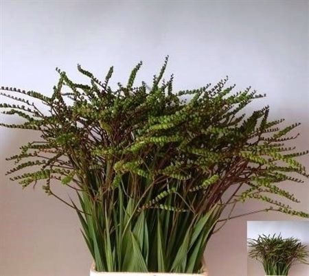 Crocosmia Berry Of Lucifer 70cm
