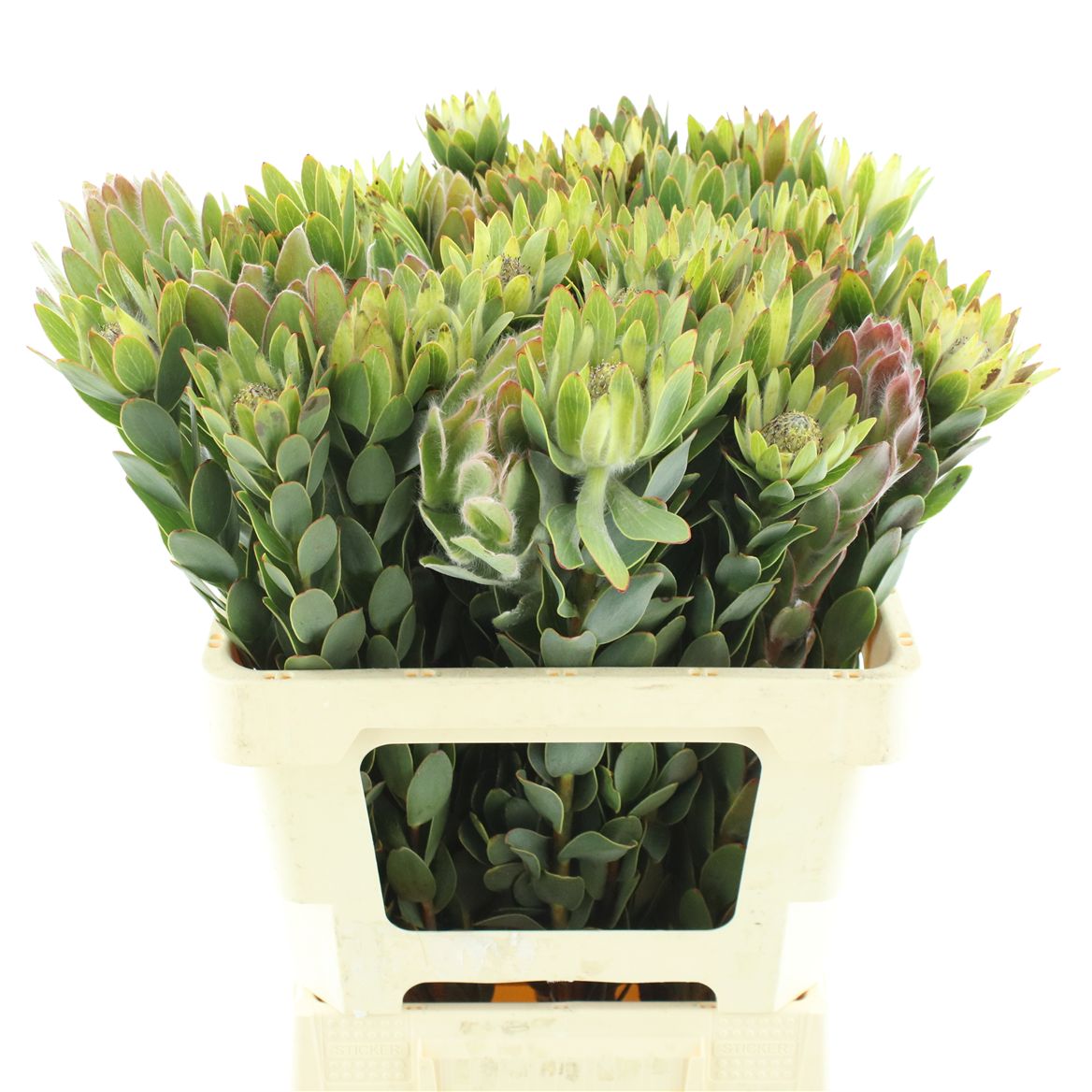 Leucadendron Nervosum 60cm