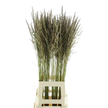 Calamagrostis Brachy