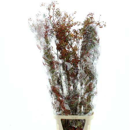 Rosa Corallo