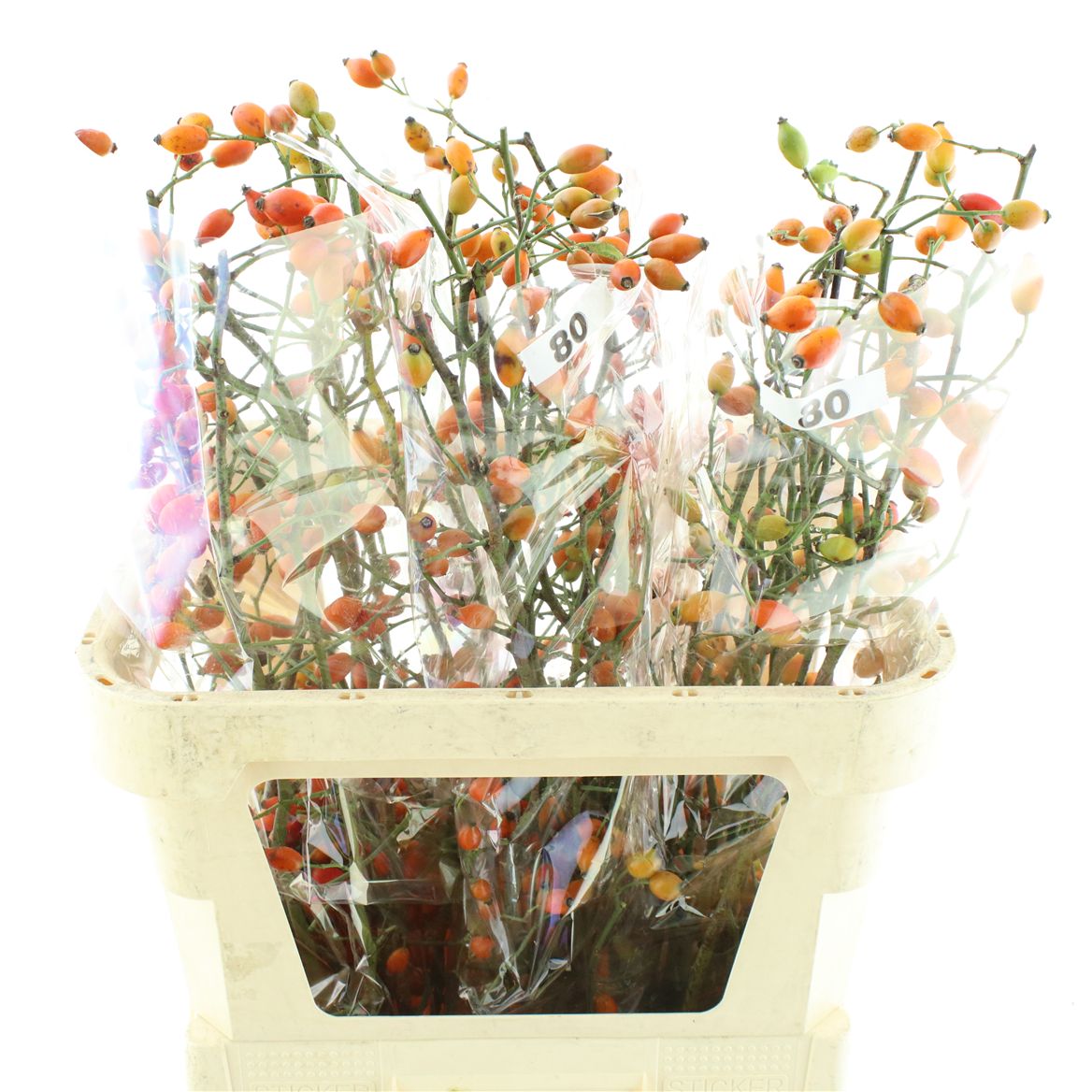 Rosa Zaffiro 80cm