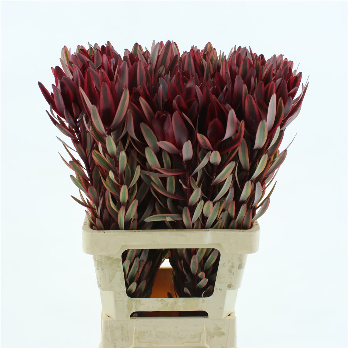 Leucadendron Jester 70cm