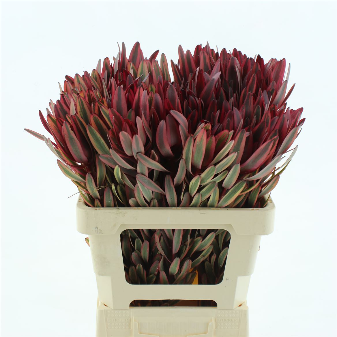 Leucadendron Jester 60cm