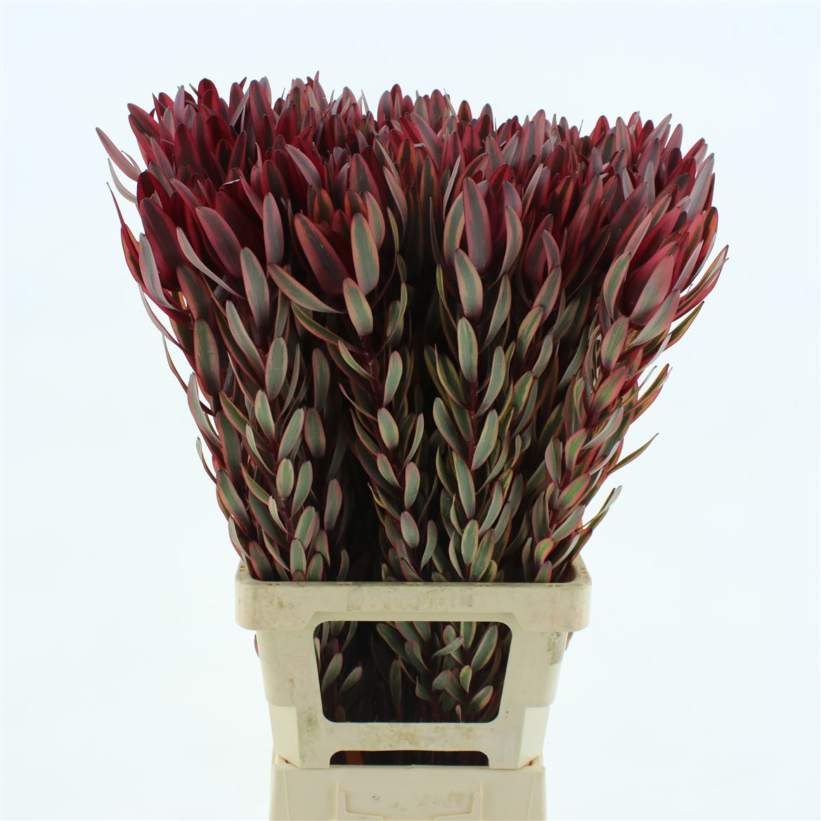 Leucadendron Jester 80cm