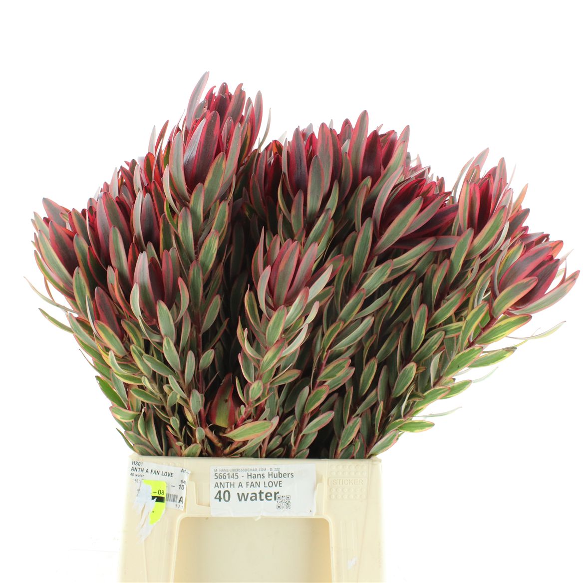 Leucadendron Jester 50cm Spray