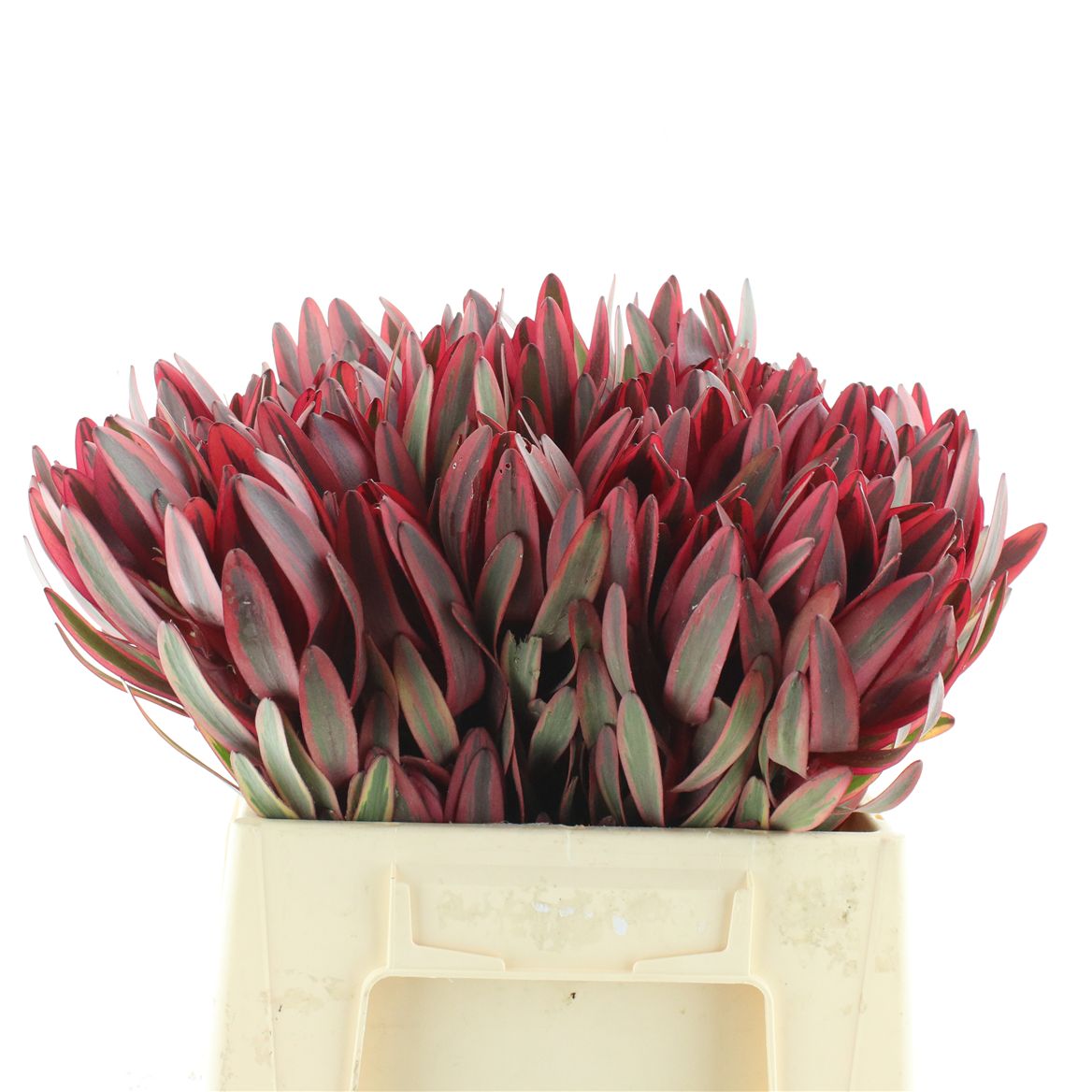 Leucadendron Jester 40cm