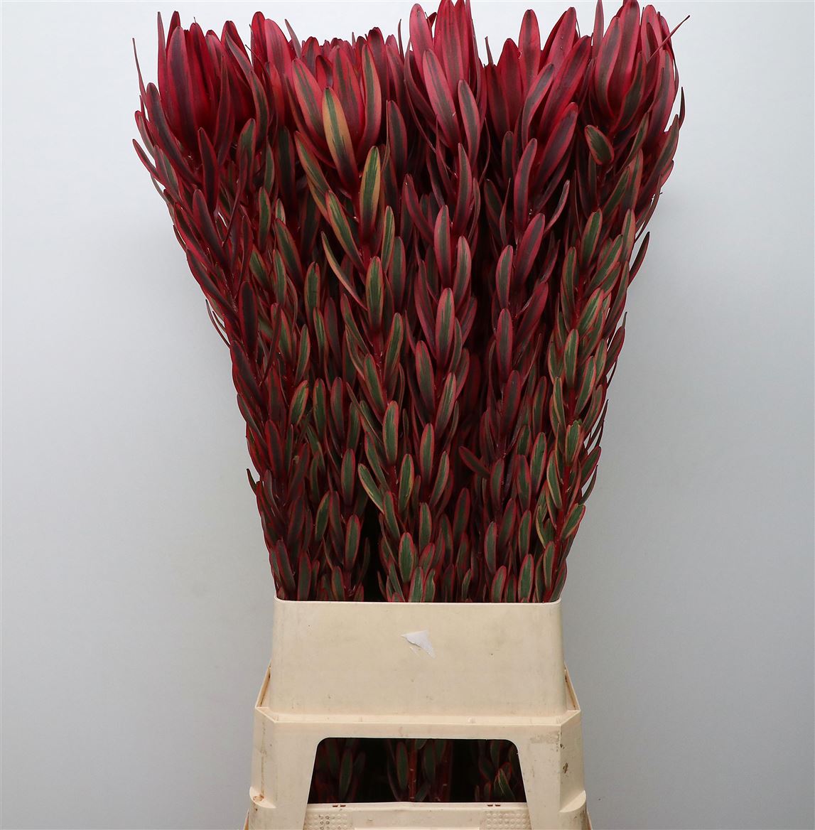 Leucadendron Jester 90cm