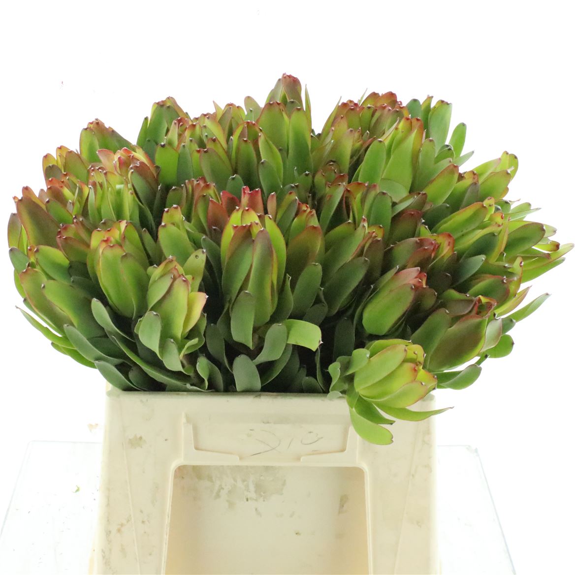 Leucadendron Laurel Yellow 40cm