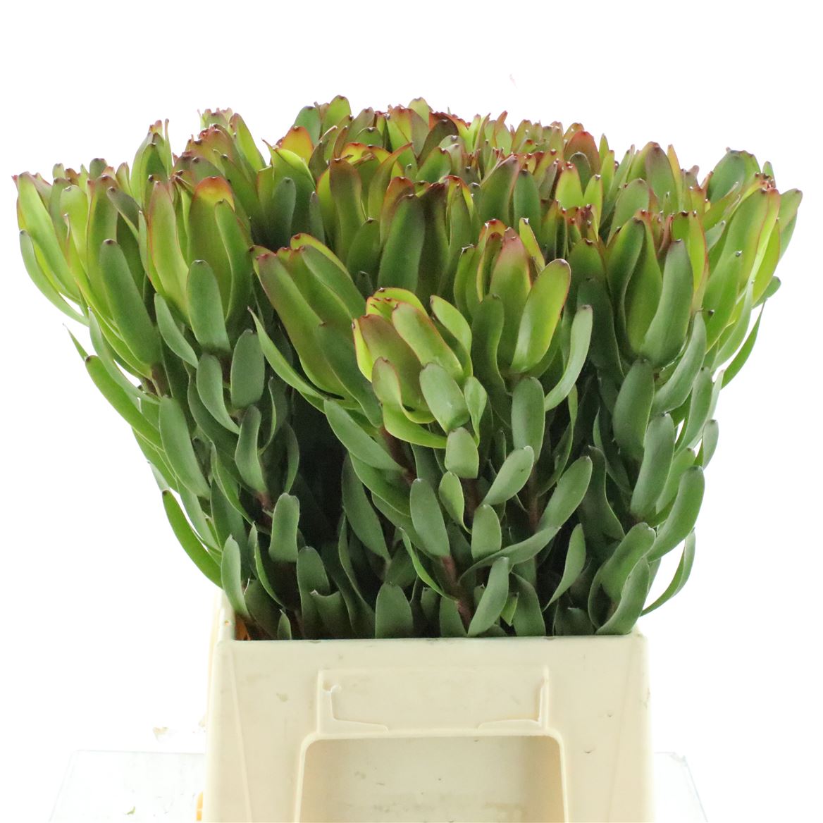 Leucadendron Laurel Yellow 50cm