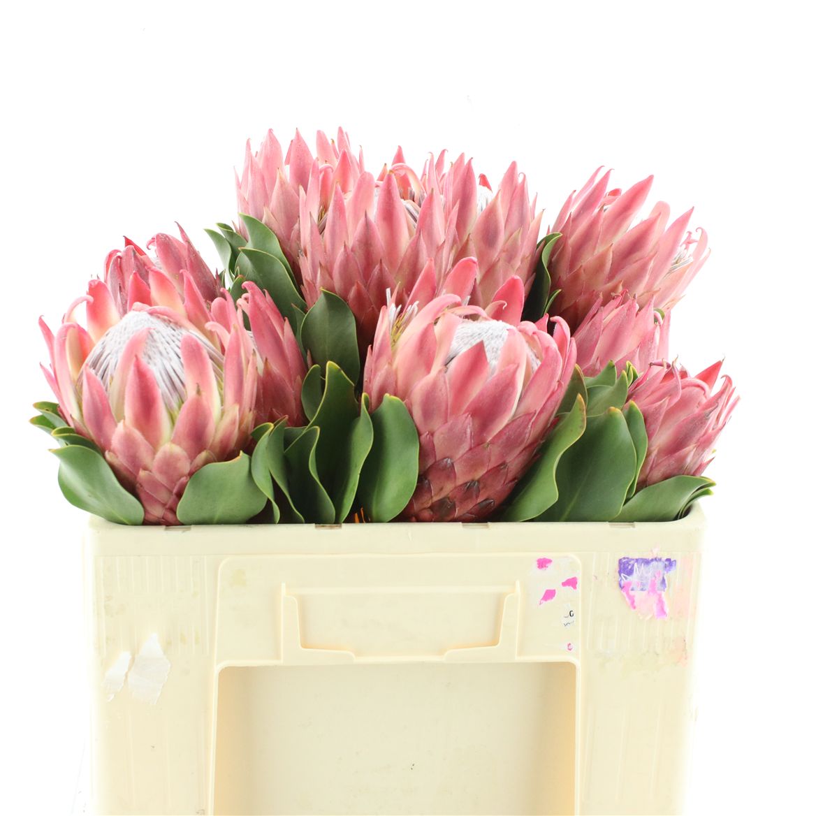 Protea Cynaroides Red Rex 50cm