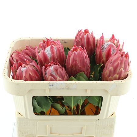 Protea Cy Red Rex
