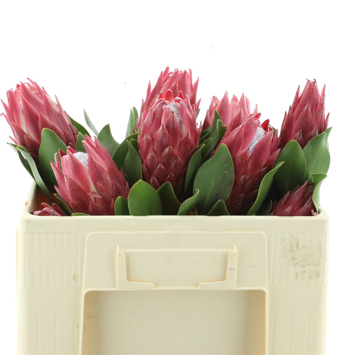 Protea Cynaroides Red Rex 50cm