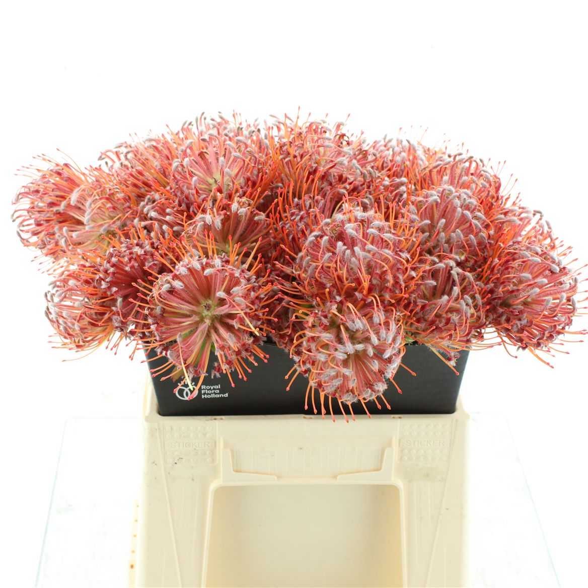 Leucospermum Scarlet Ribbon 40cm